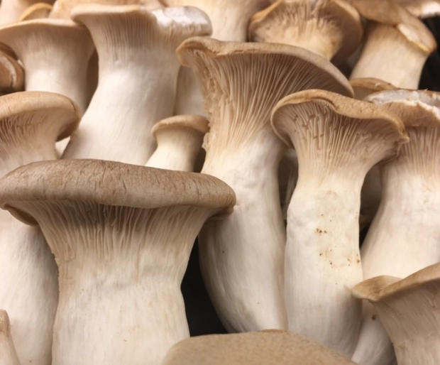 best king trumpet mushroom dishes