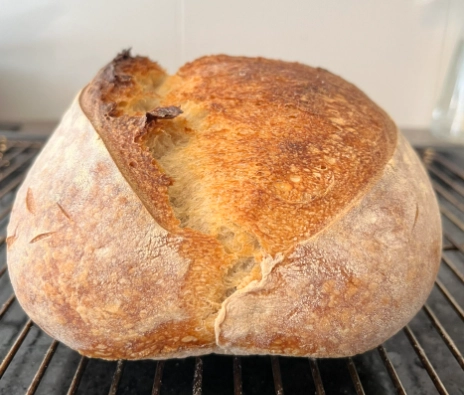 sourdough starter sourdough starter